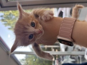 济南高新这家猫医院，内窥镜取异物，猫少遭罪